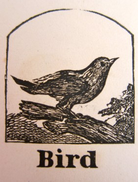 Bird