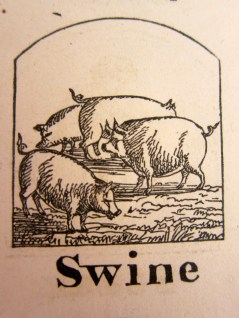 Swine