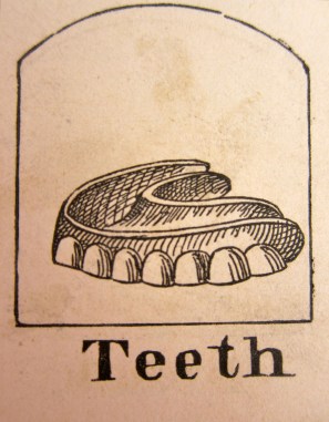 Teeth