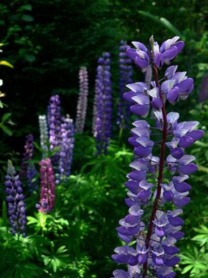 330px-Mainelupin