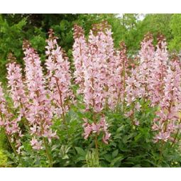 Burning_Bush_Dictamnus_Fraxinella_Seeds