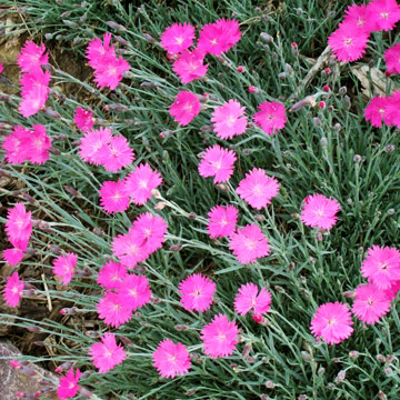 Dianthus.2474433_std